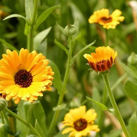 Quarto em Acomodações Particulares Ulli 1 *