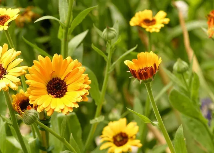 Проживание в семье Ulli 1 *